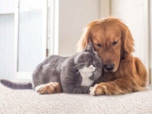 Pet Friendly Carpet | Flooring 101