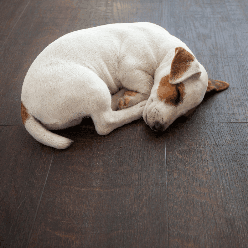 Pet Friendly Flooring | Flooring 101