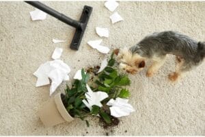 New Carpet Replacement | Flooring 101