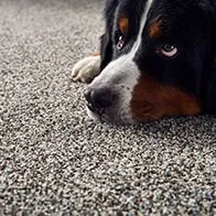 Carpet Care | Flooring 101