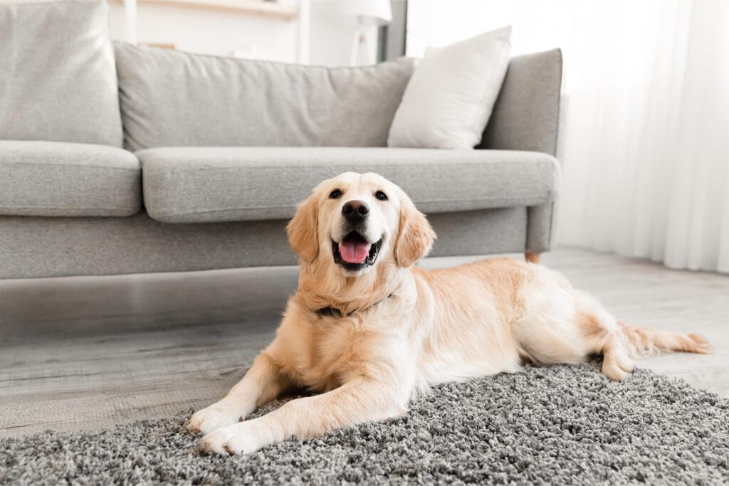 Laminate Pet friendly floors in a living by Flooring 101 in California